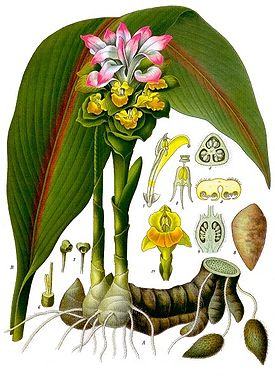 Куркума (Турмерик, Curcuma) — род однодольных травянистых растений из семейства Имбирные